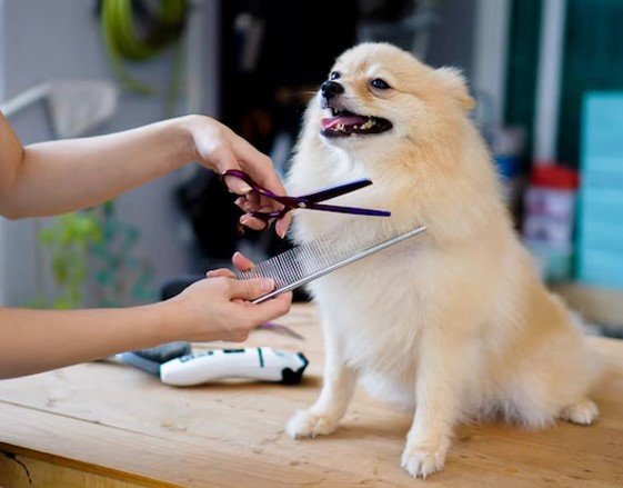 Pet Care Gromming Img