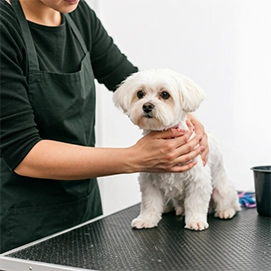 Pet Care Gromming S1