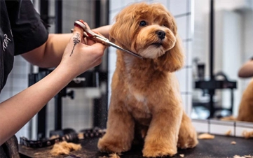 A rejuvenating deep clean using premium botanical shampoos.