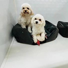 Pet Care Pet Boarding S 1