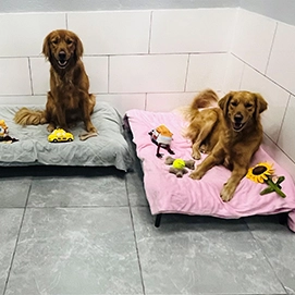 Pet Care Pet Boarding S 2