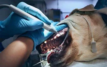 A rejuvenating deep clean using premium botanical shampoos.