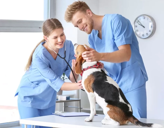 Pet Care Pet veterinary banner img