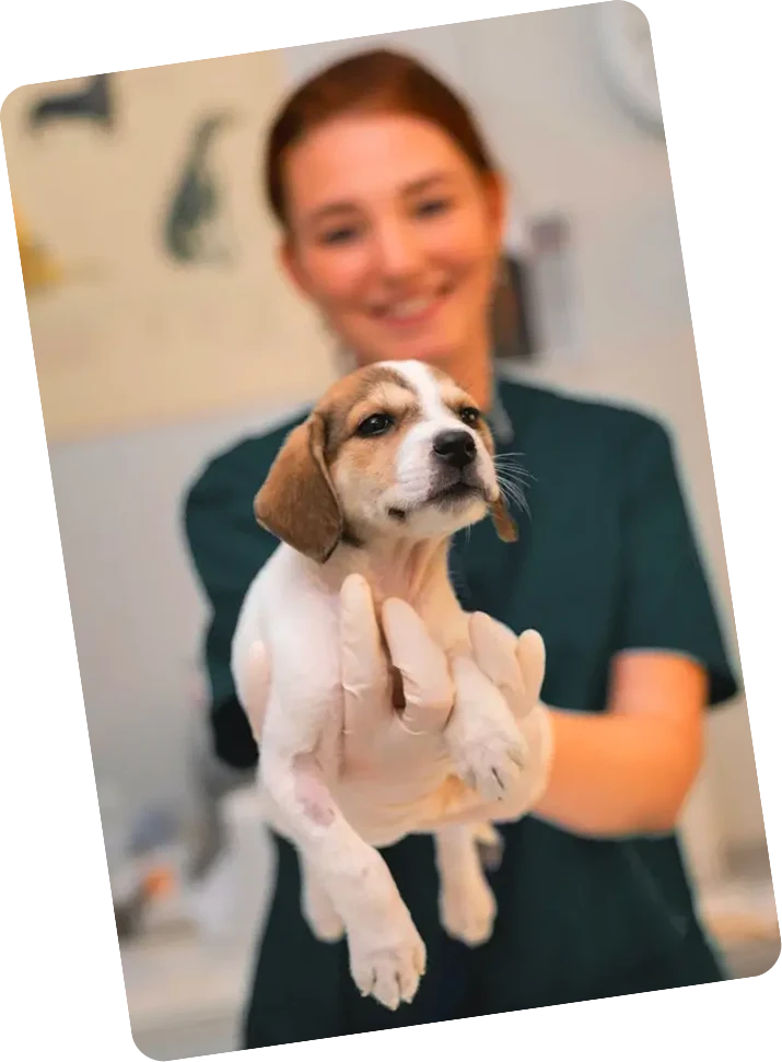 Pet Care Service Img 1