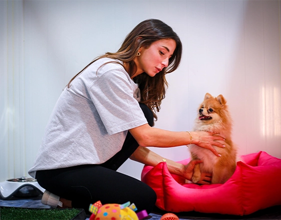 Pet Care Services Pet Boarding Bn