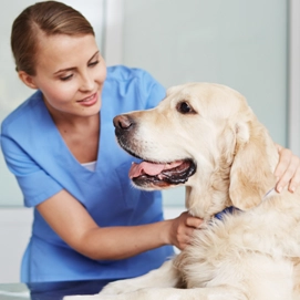 Pet Care Services Pet Day Care S 1