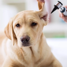 Pet Care Services Pet Day Care S 2