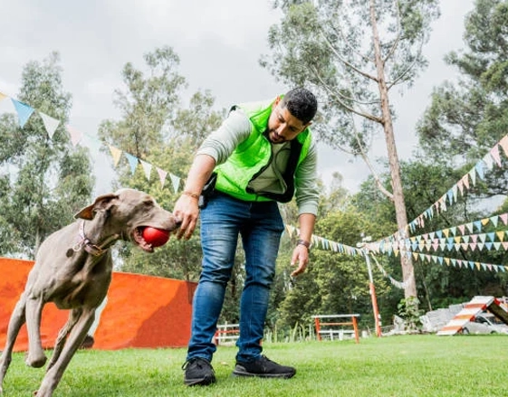 Pet Care Services Pet Training N
