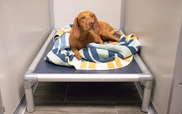 A rejuvenating deep clean using premium botanical shampoos.