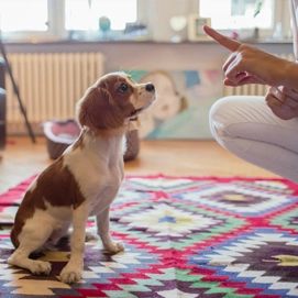 Pet Care Traning S2